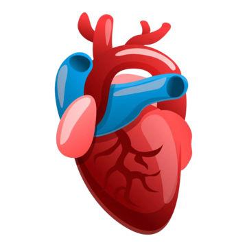 Cardiology